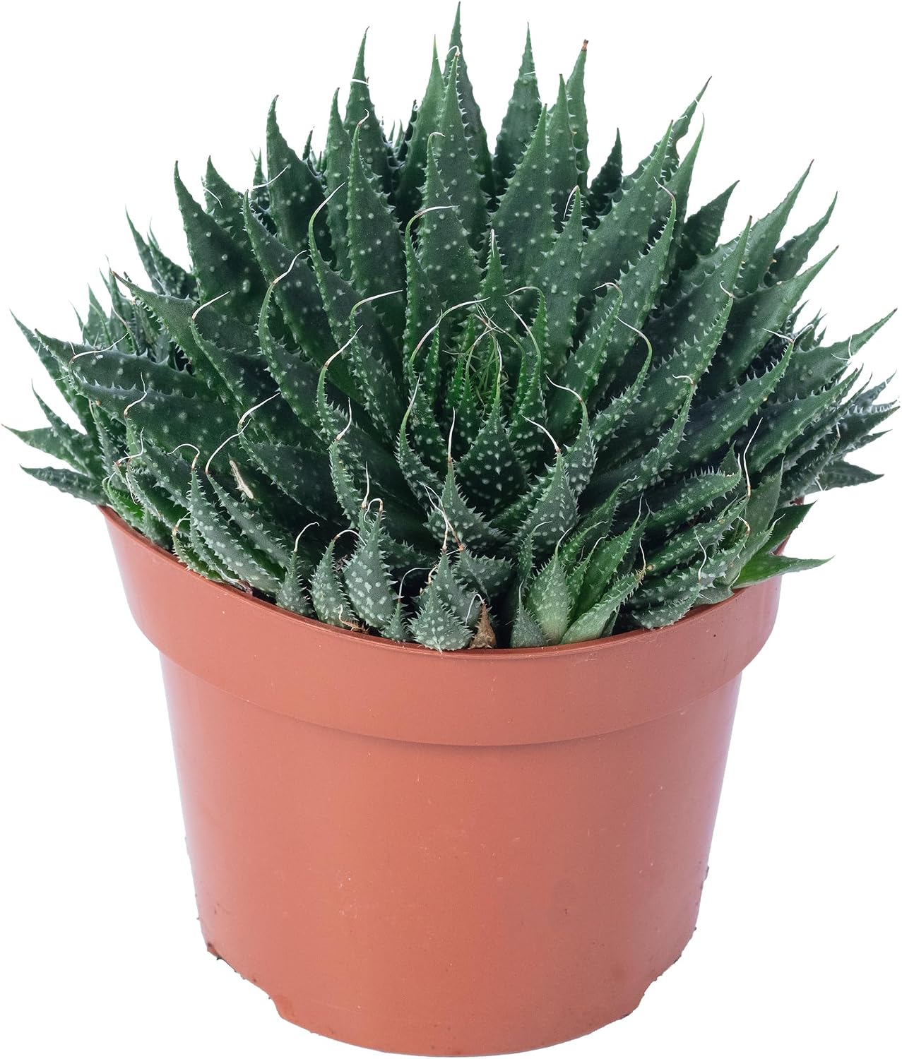 Aloe - Easy-Care Indoor Plant, Aloe Aristata 'Magic Rocks' - Height Approx. 20 cm, Pot Diameter 12 cm – Bild 7