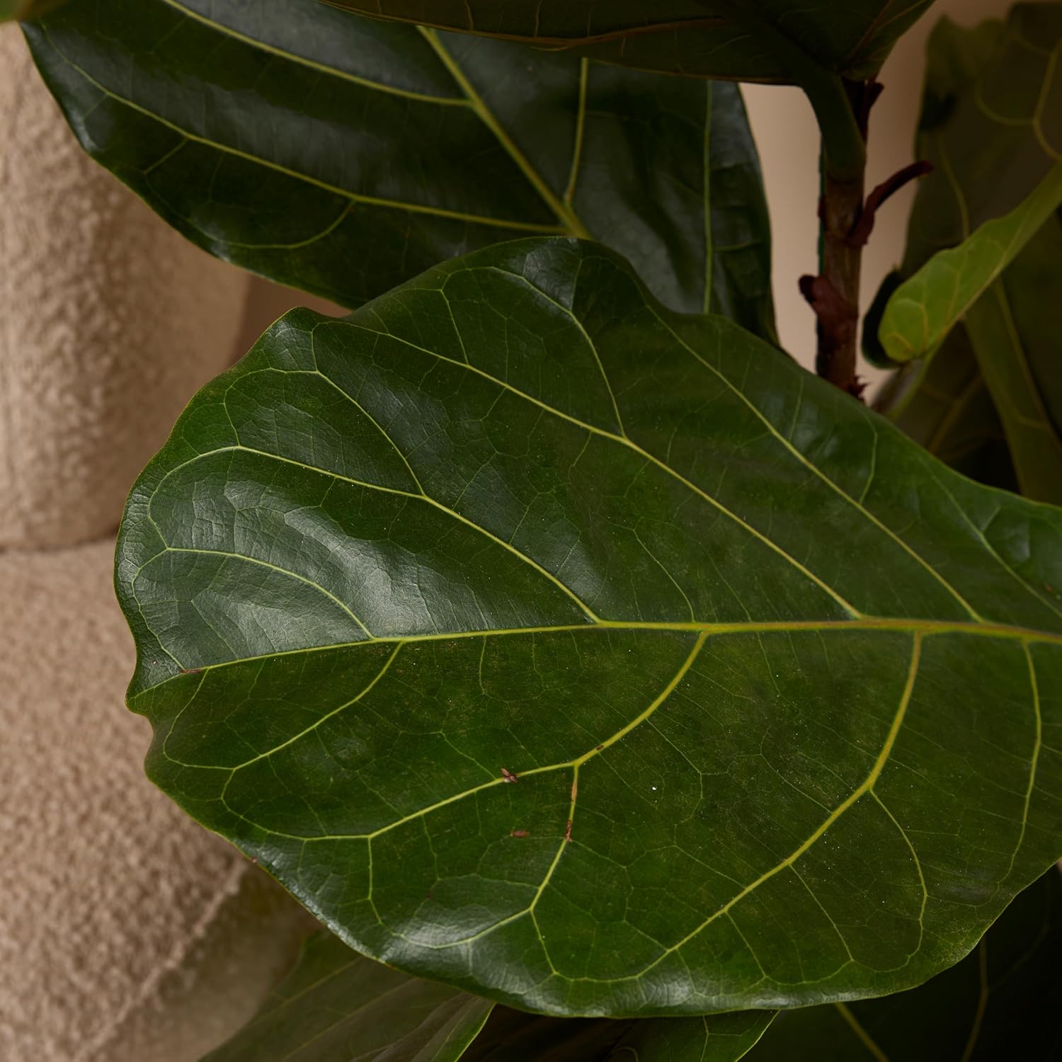 Bloomique - Ficus Lyrata - Violin Leaf - XXL Indoor Plants - Air Purifying - Easy Care - Height 140-160 cm - 30 cm Pot – Bild 4