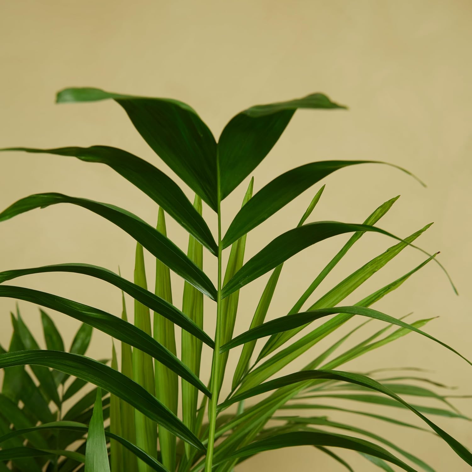 Bloomique - Chamaedorea Elegans - Mountain Palm - Indoor Plants - Easy Care - Pet Friendly - Height 80-100 cm - Pot 20 cm – Bild 4