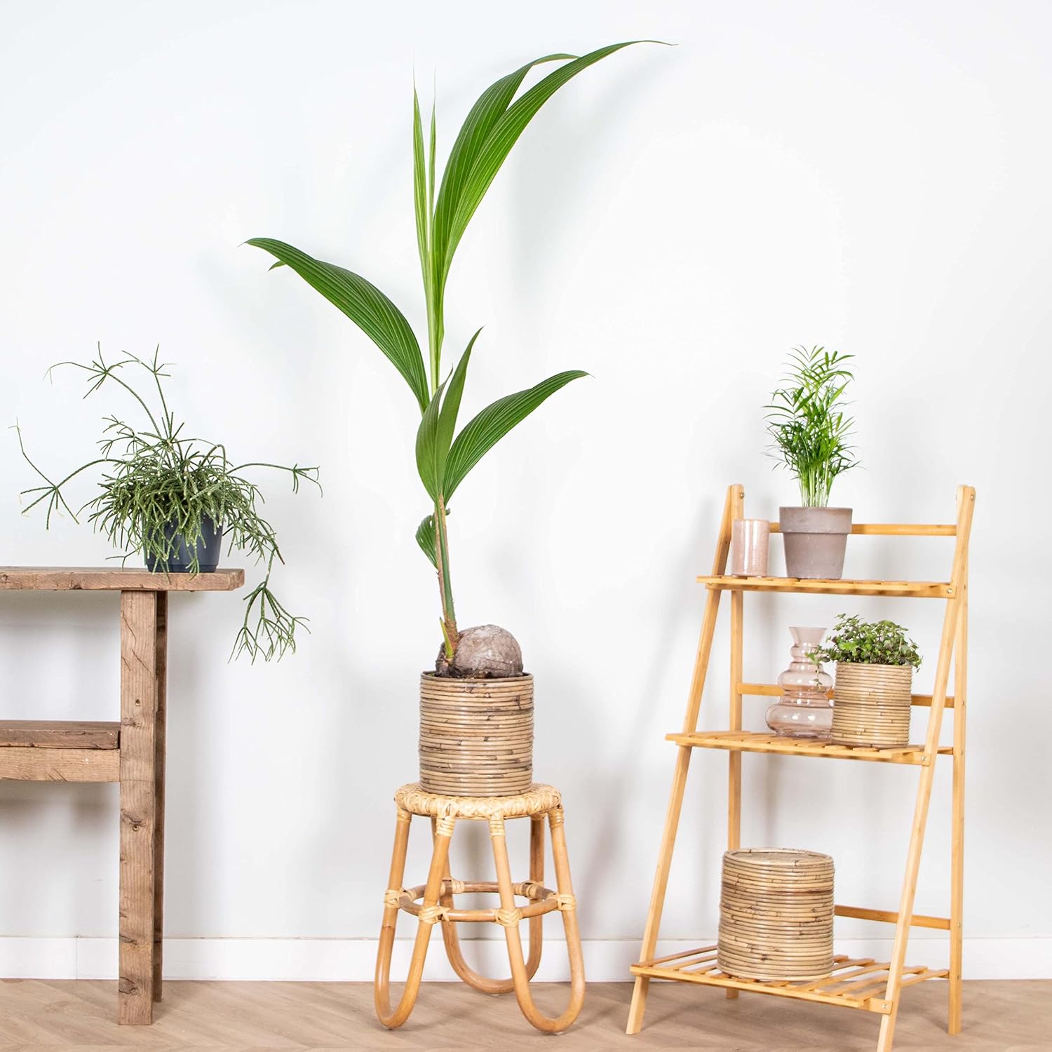 Bloomique - Cocos Nucifera - Coconut Palm - Large Indoor Plants - Easy Care - Pet Friendly - Height 100-120 cm - Pot 19 cm – Bild 4
