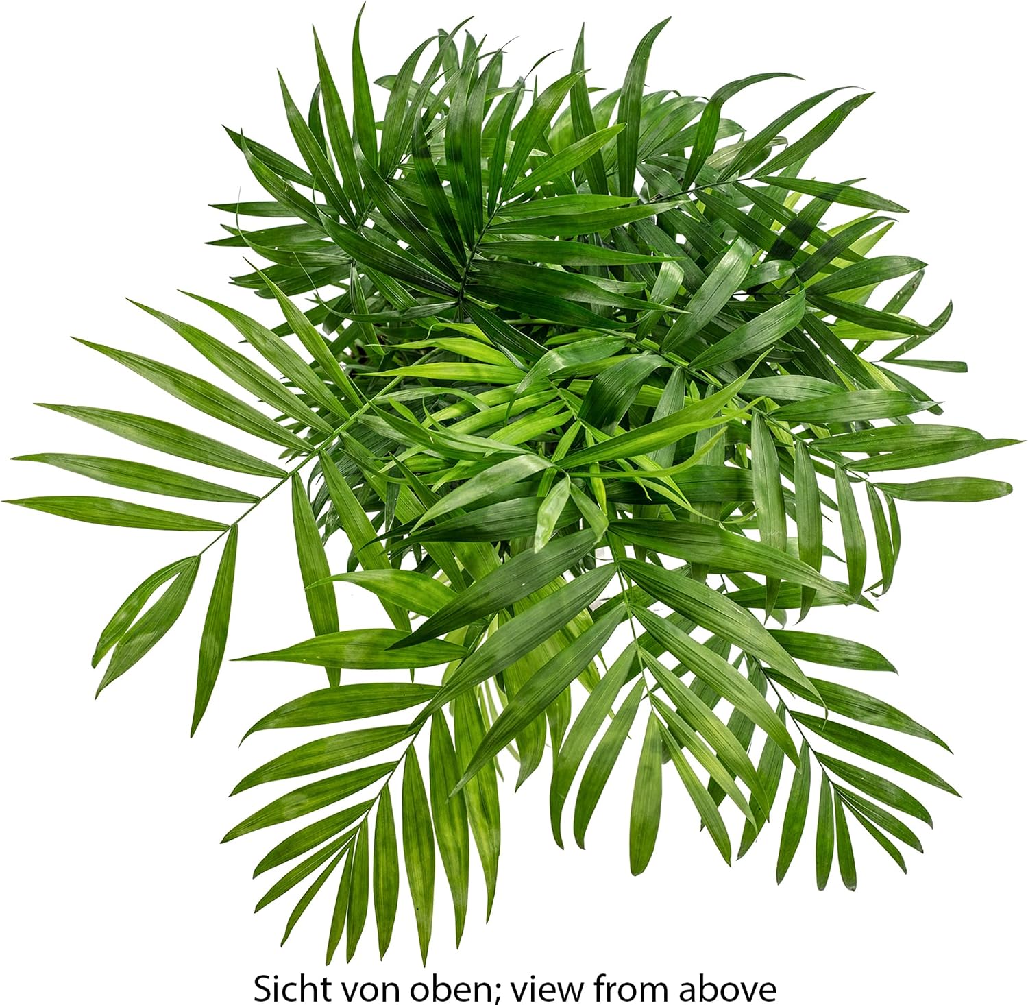 Chamaedorea Elegans Mountain Palm Tree - Easy-Care Indoor Plant - Height Approx. 70 cm, Pot Diameter 17 cm – Bild 6