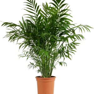Bloomique – Chamaedorea Elegans – Mountain Palm – Indoor Plants – Easy Care – Pet Friendly – Height 80-100 cm – Pot 20 cm
