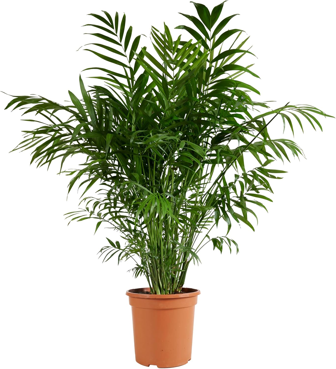 Bloomique - Chamaedorea Elegans - Mountain Palm - Indoor Plants - Easy Care - Pet Friendly - Height 80-100 cm - Pot 20 cm
