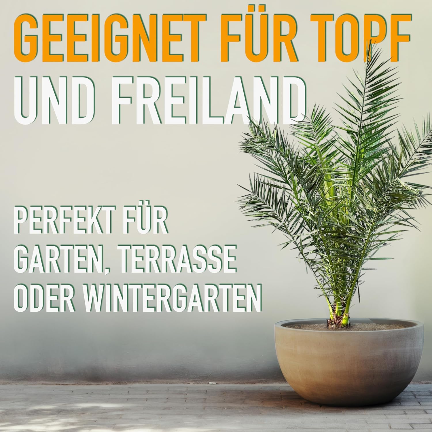 Phöenix Canariensis Canary Date Palm 160 cm for Indoor and Outdoor Use Hardy and Easy Care – Bild 7