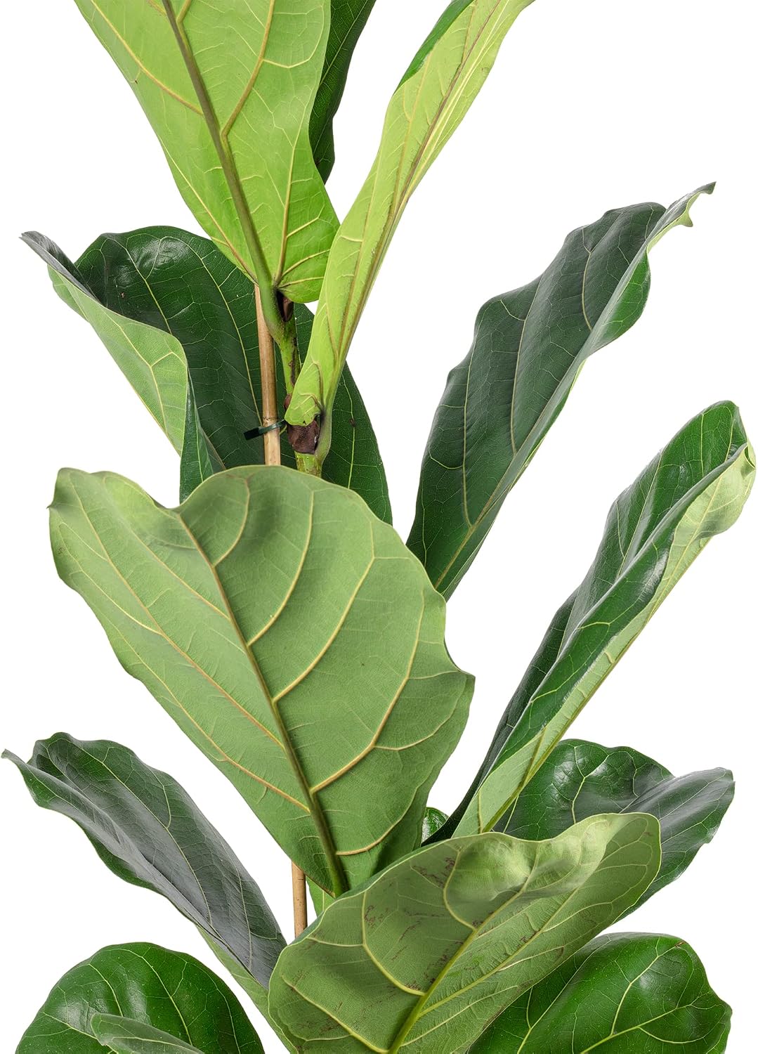 Fiddle Leaf Fig Ficus Lyrata Height approx. 100 cm, Pot Diameter 21 cm – Bild 5