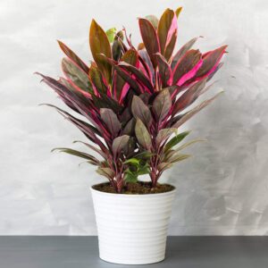 1 x Cordyline Tango – Multicoloured Air Purifying Indoor Plants – Pot Plant – Easy Care Indoor Plants Partial Shade – Ideal Indoor Plants – Real Plants in 12 cm Pot