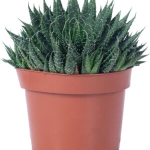 Aloe - Easy-Care Indoor Plant, Aloe Aristata 'Magic Rocks' - Height Approx. 20 cm, Pot Diameter 12 cm