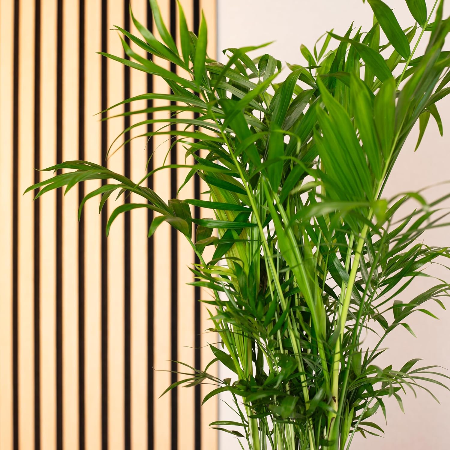 Chamaedorea Elegans Mountain Palm Tree - Easy-Care Indoor Plant - Height Approx. 70 cm, Pot Diameter 17 cm – Bild 3