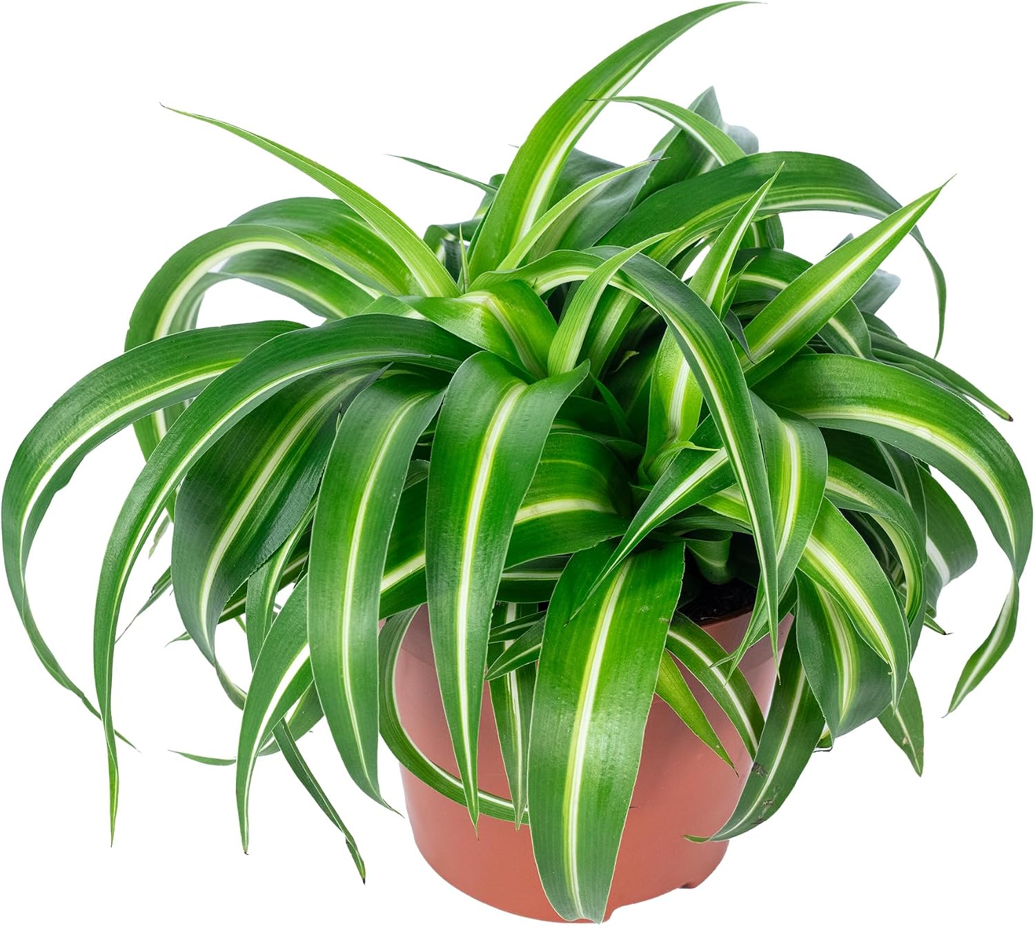 Green Lily 'Bonnie' - Easy-Care Indoor Plant, Chlorophytum Comosum - Height Approx. 25 cm, Pot Diameter 12 cm – Bild 6