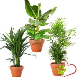 „Tierfreund“ Plant Set | Set of 3 | Musa, Mountain Palm, Areca | Approx. 30-60 cm | Diameter 12-15 cm Pot | Non-Toxic Indoor Plants for Home and Office