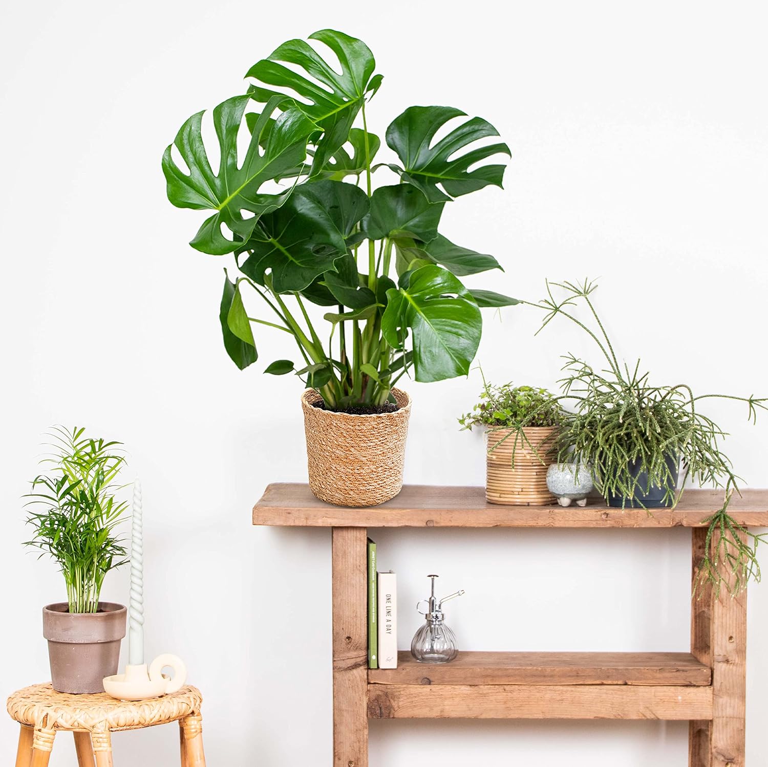 Bloomique - Monstera Deliciosa - Window Leaf - Indoor Plants - Easy Care - Air Purifying - Height 70-80 cm - With Seagrass Basket 21 cm - Pot 21 cm – Bild 4