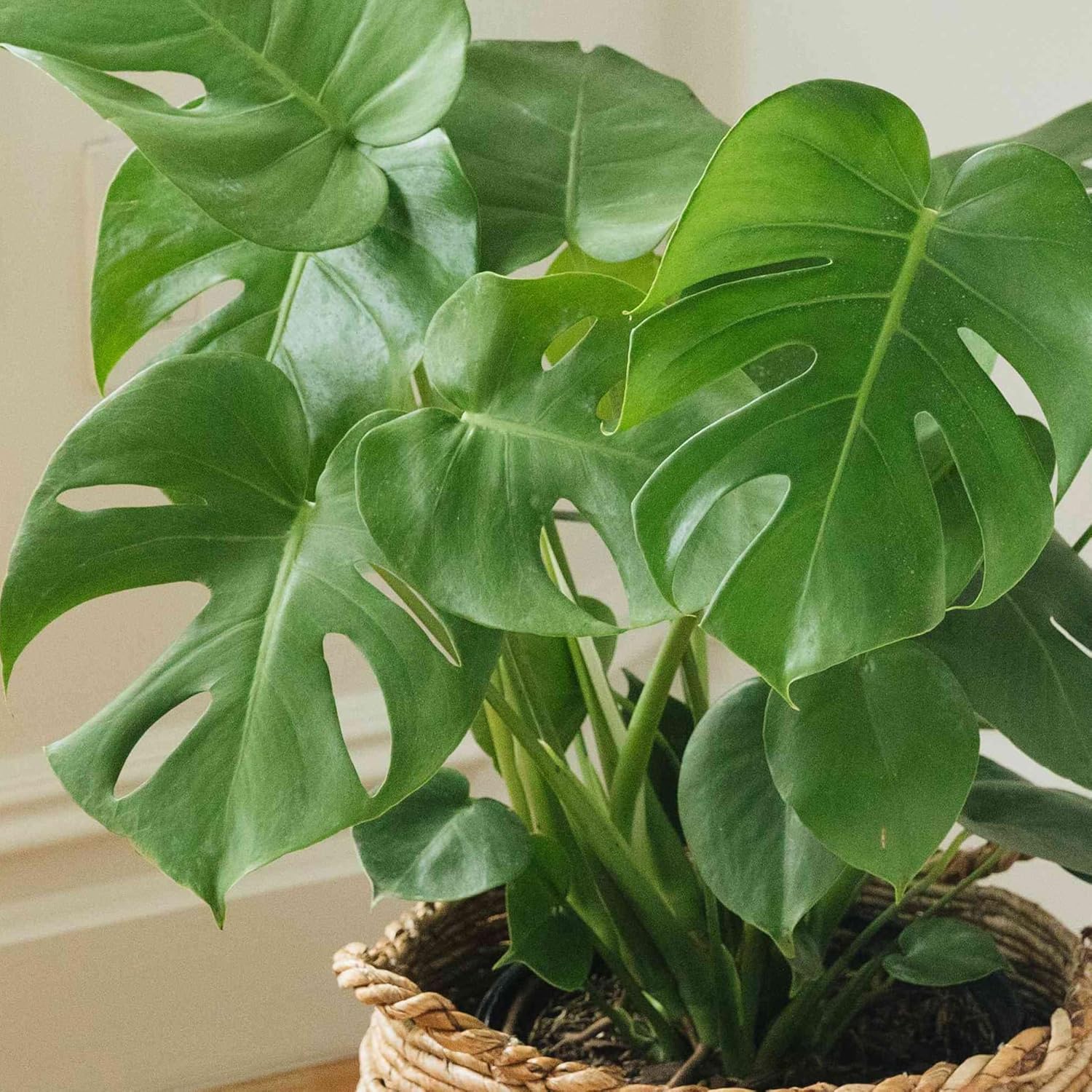 Gardener's Dream Large Monstera Deliciosa Pot Plant - Window Leaf Indoor Plant, Evergreen, Air Purifying Plants, Size Including Pot 50-60 cm, Ideal for Office, Bathroom, Living Room – Bild 2