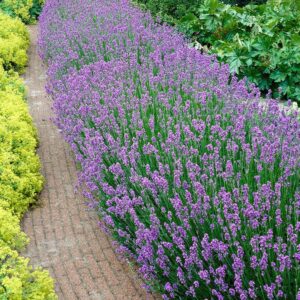 Baldur Garten 3 x Blue Scented Lavender Plants with 9 x 9 cm Pot Bales
