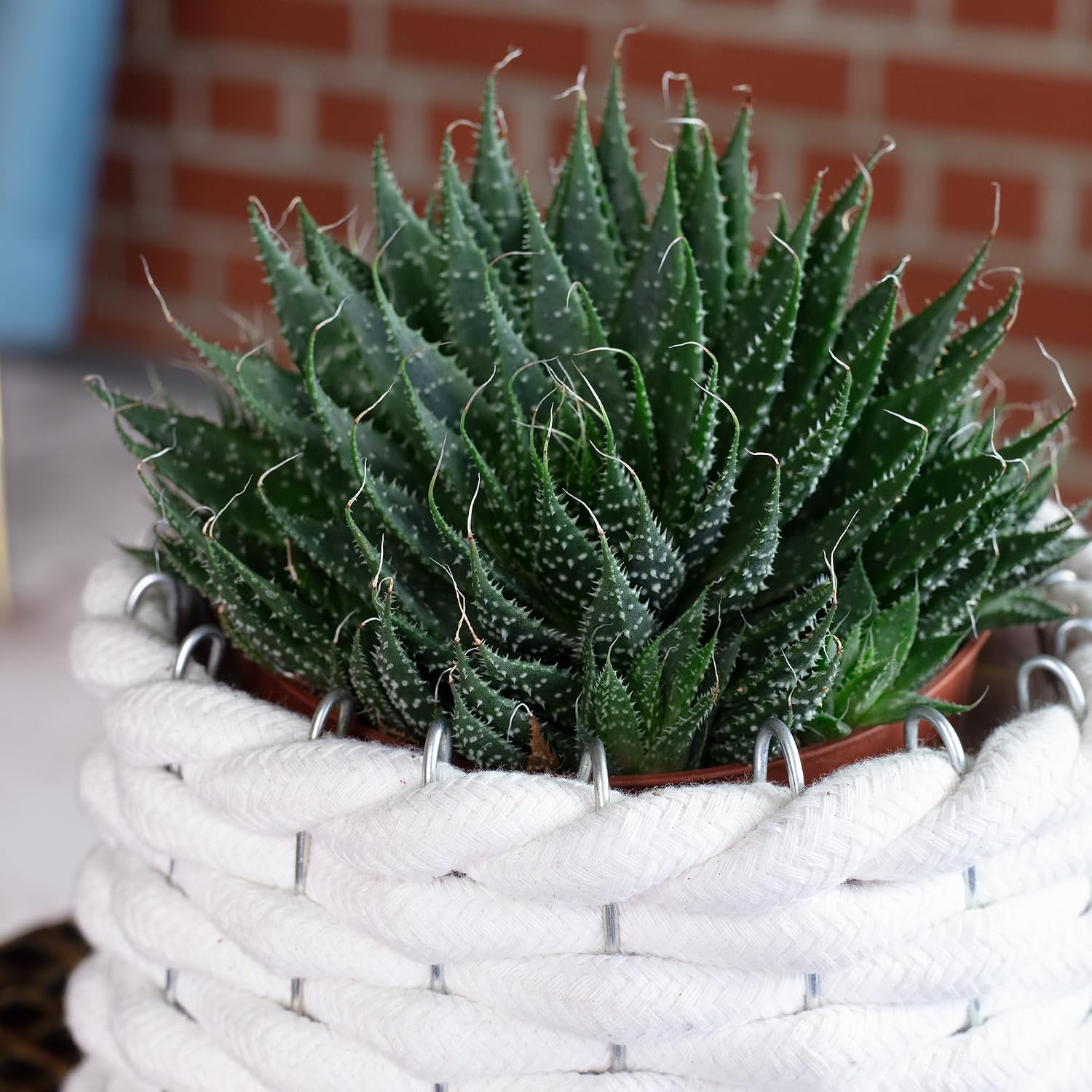 Aloe - Easy-Care Indoor Plant, Aloe Aristata 'Magic Rocks' - Height Approx. 20 cm, Pot Diameter 12 cm – Bild 6
