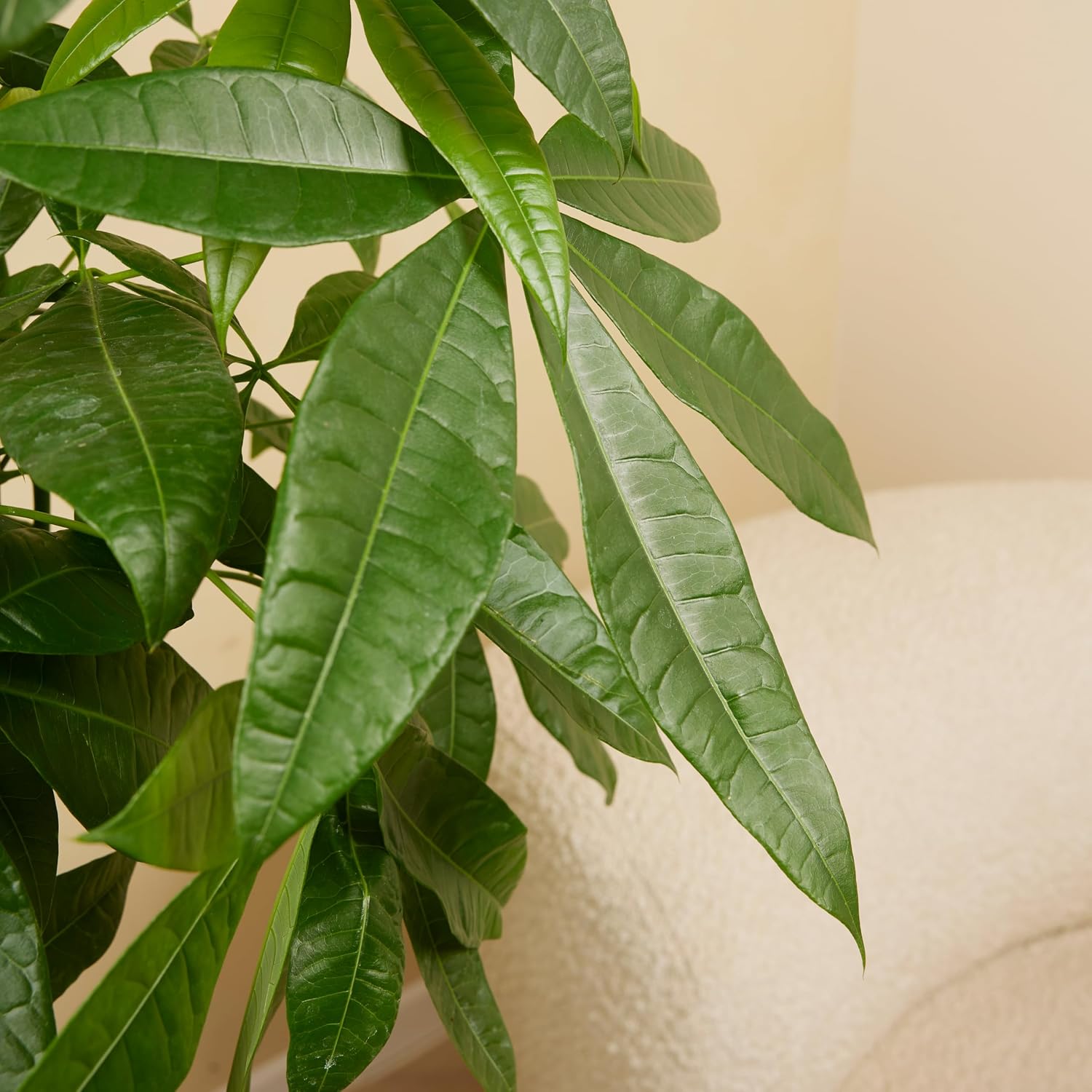 Bloomique - Pachira Aquatica - Money Tree - Water Cocoa - Indoor Plants - Air Purifying - Easy Care - Height 80-90 cm - Pot 21 cm – Bild 4