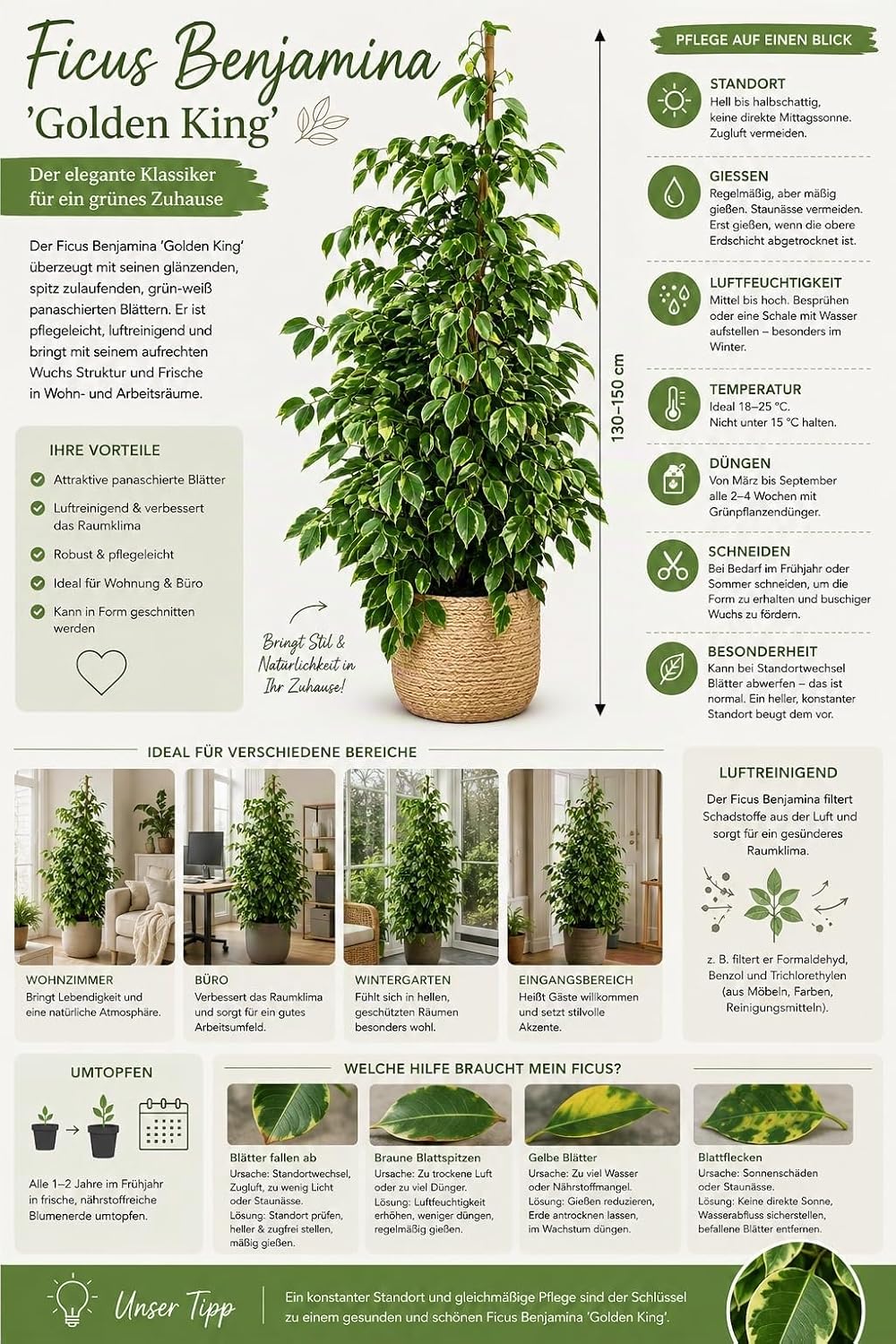 Ficus Benjamina Golden King 130-150 cm - Easy Care Indoor Plant with Golden Leaves, Indoor Plant for Living Rooms – Bild 2