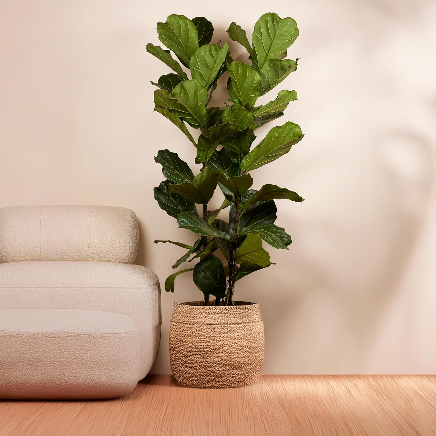 Bloomique - Ficus Lyrata - Violin Leaf - XXL Indoor Plants - Air Purifying - Easy Care - Height 140-160 cm - 30 cm Pot – Bild 2