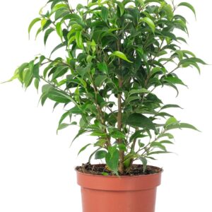Birch Fig ‚Natasja‘ Branched – Easy-Care Indoor Plant, Ficus Benjamini – Height Approx. 30 cm, Pot Diameter 12 cm