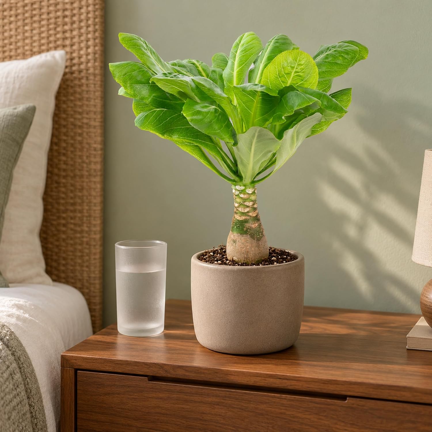 Hawaiian Palm Tree - Real Indoor Plant, Brighamia - Height Approx. 40 cm, Pot Diameter 12 cm – Bild 3