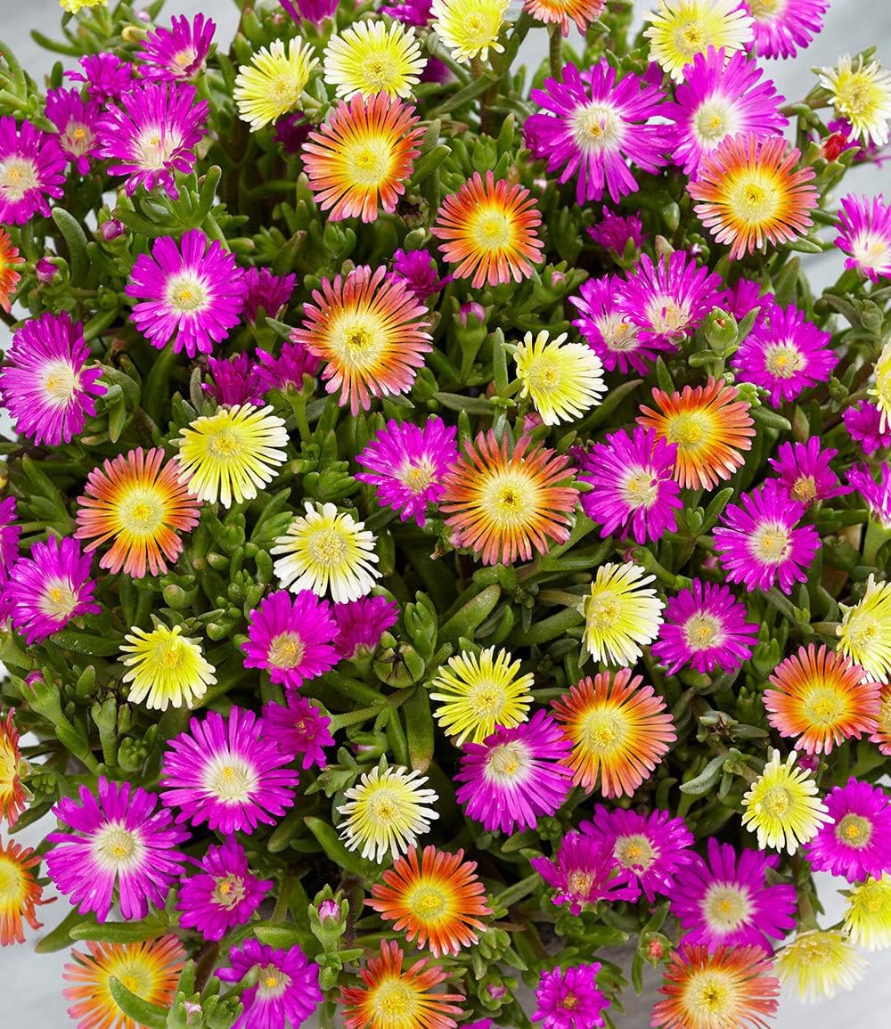 Baldur Garden 3 Hardy Ice Flowers Summer Mix, Plants in 9 x 9 cm Pot – Bild 5