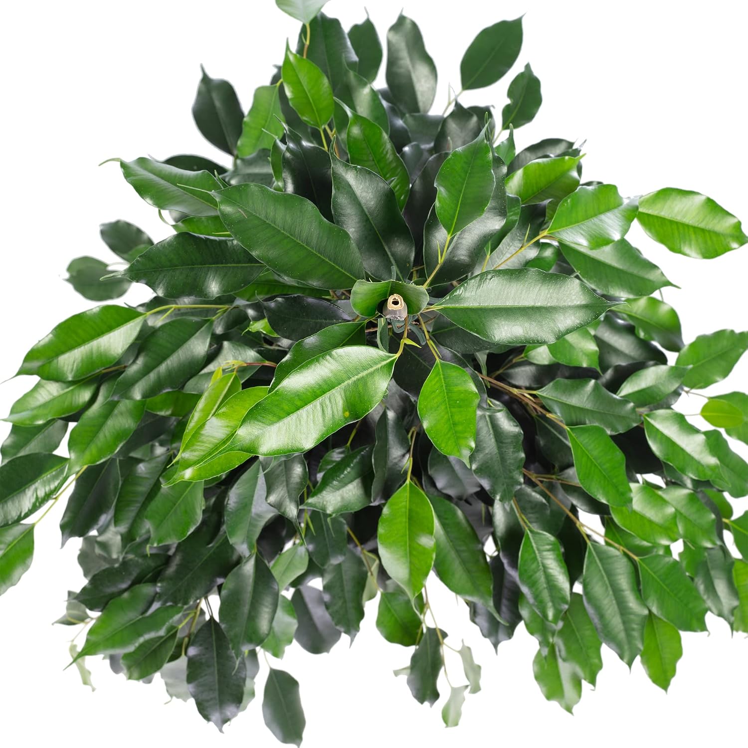 Birch Fig - Easy-Care Indoor Plant, Ficus Benjamini - Height Approx. 100 cm, Pot Diameter 21 cm – Bild 6