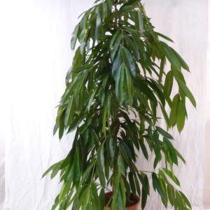 [Palm Tree Storage] – XL Ficus bin „Amstel King“ – 160 cm/Indoor Plant Similar to Benjamini