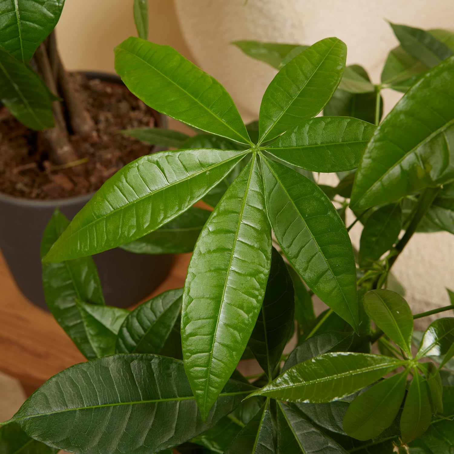 Bloomique - Pachira Aquatica - Money Tree - Water Cocoa - Indoor Plants - Air Purifying - Easy Care - Height 80-90 cm - Pot 21 cm – Bild 5