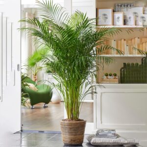 Gardener's Dream Areca Palm Tree (Gold Fruit Palm) - XXL Indoor Plant, Tropical, Evergreen Indoor Plants, Large & Real, Plant Size Including Pot 80-90 cm, Palm Plant for Room, Office, etc.