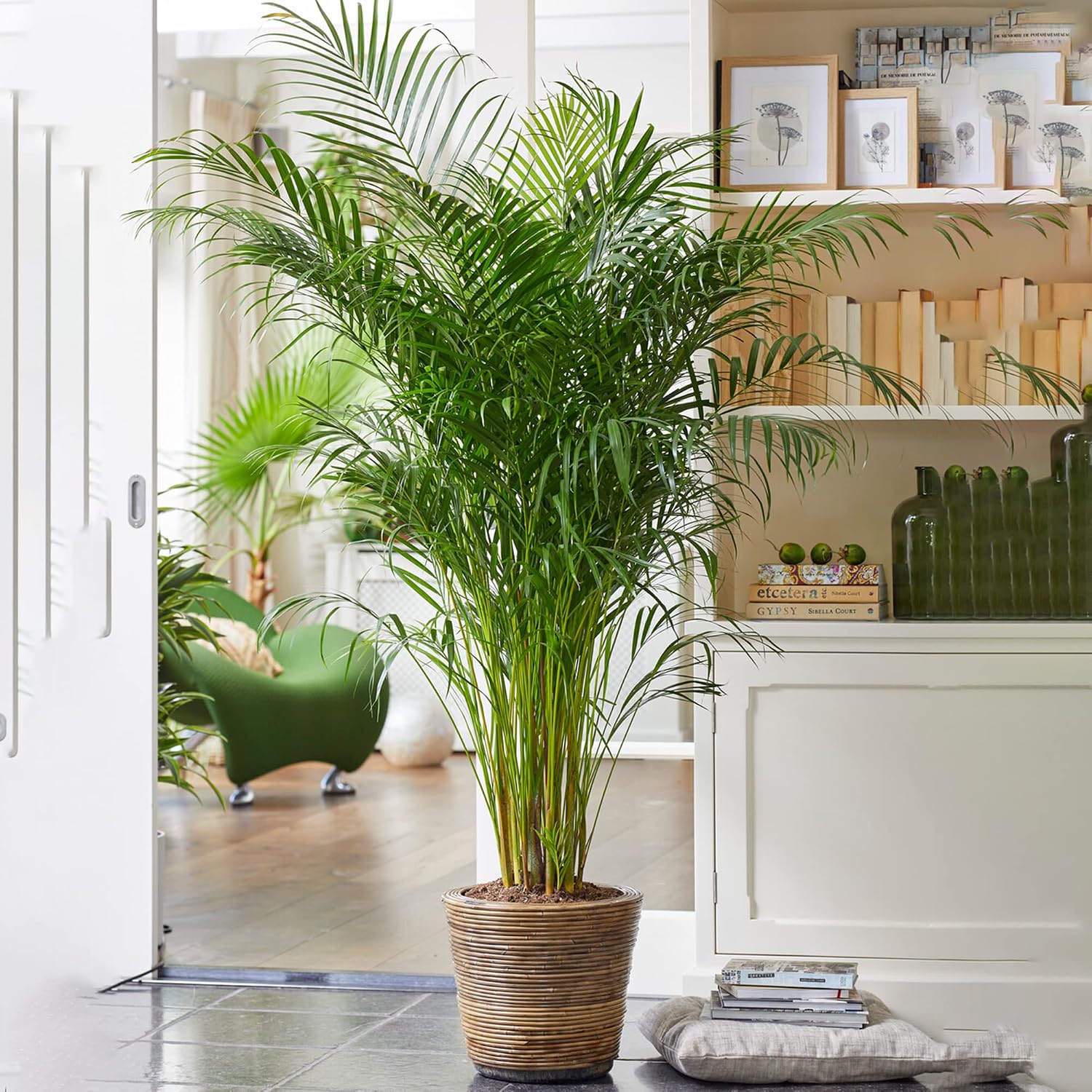 Gardener's Dream Areca Palm Tree (Gold Fruit Palm) - XXL Indoor Plant, Tropical, Evergreen Indoor Plants, Large & Real, Plant Size Including Pot 80-90 cm, Palm Plant for Room, Office, etc.