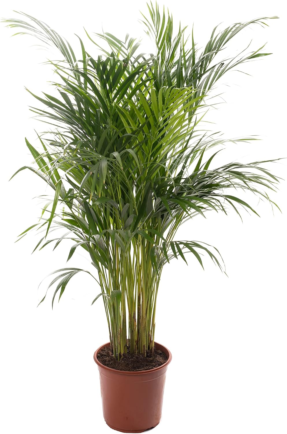 Gardener's Dream Areca Palm Tree (Gold Fruit Palm) - XXL Indoor Plant, Tropical, Evergreen Indoor Plants, Large & Real, Plant Size Including Pot 80-90 cm, Palm Plant for Room, Office, etc. – Bild 5