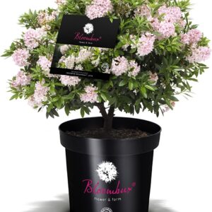 World First !! !! Bloombux® – Flower & Form By Inkarho® 25-30 Cm In 2 Liter Plant Container