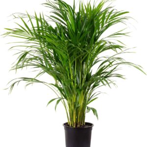 Golden Cane Palm, 130–150 cm, Areca Palm, Chrysalidocarpus Lutescens