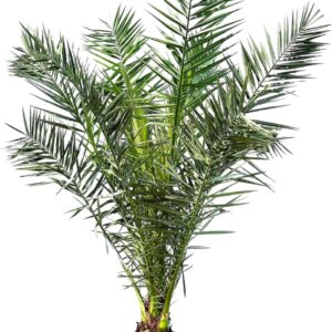 Phöenix Canariensis Canary Date Palm 160 cm for Indoor and Outdoor Use Hardy and Easy Care