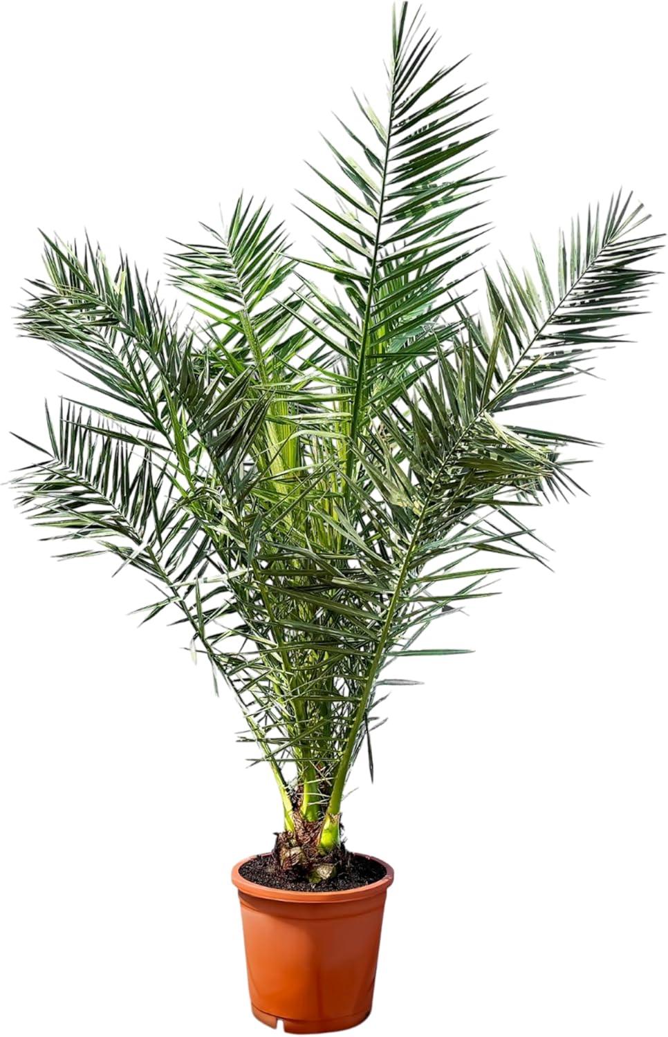 Phöenix Canariensis Canary Date Palm 160 cm for Indoor and Outdoor Use Hardy and Easy Care