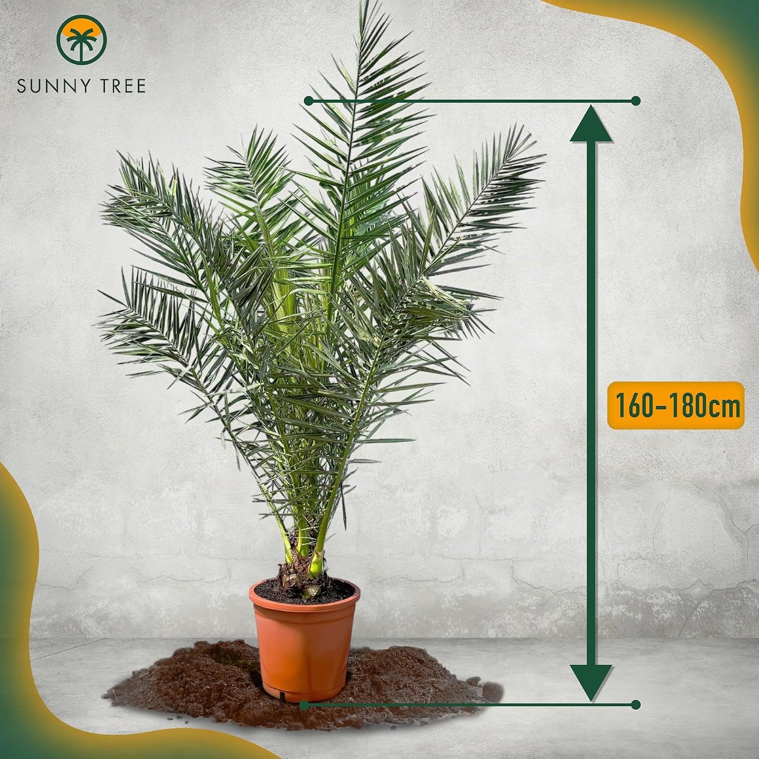 Phöenix Canariensis Canary Date Palm 160 cm for Indoor and Outdoor Use Hardy and Easy Care – Bild 2