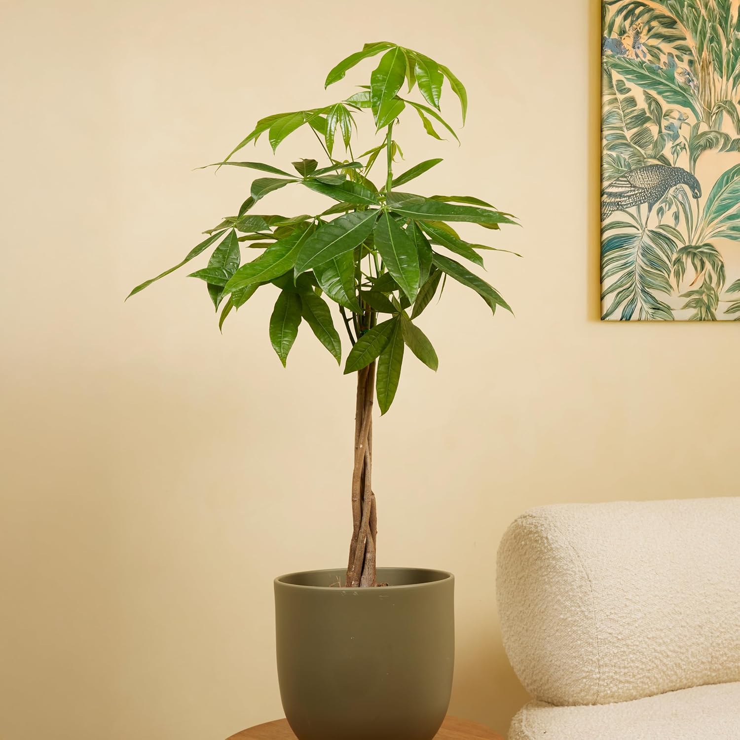 Bloomique - Pachira Aquatica - Money Tree - Water Cocoa - Indoor Plants - Air Purifying - Easy Care - Height 80-90 cm - Pot 21 cm – Bild 3
