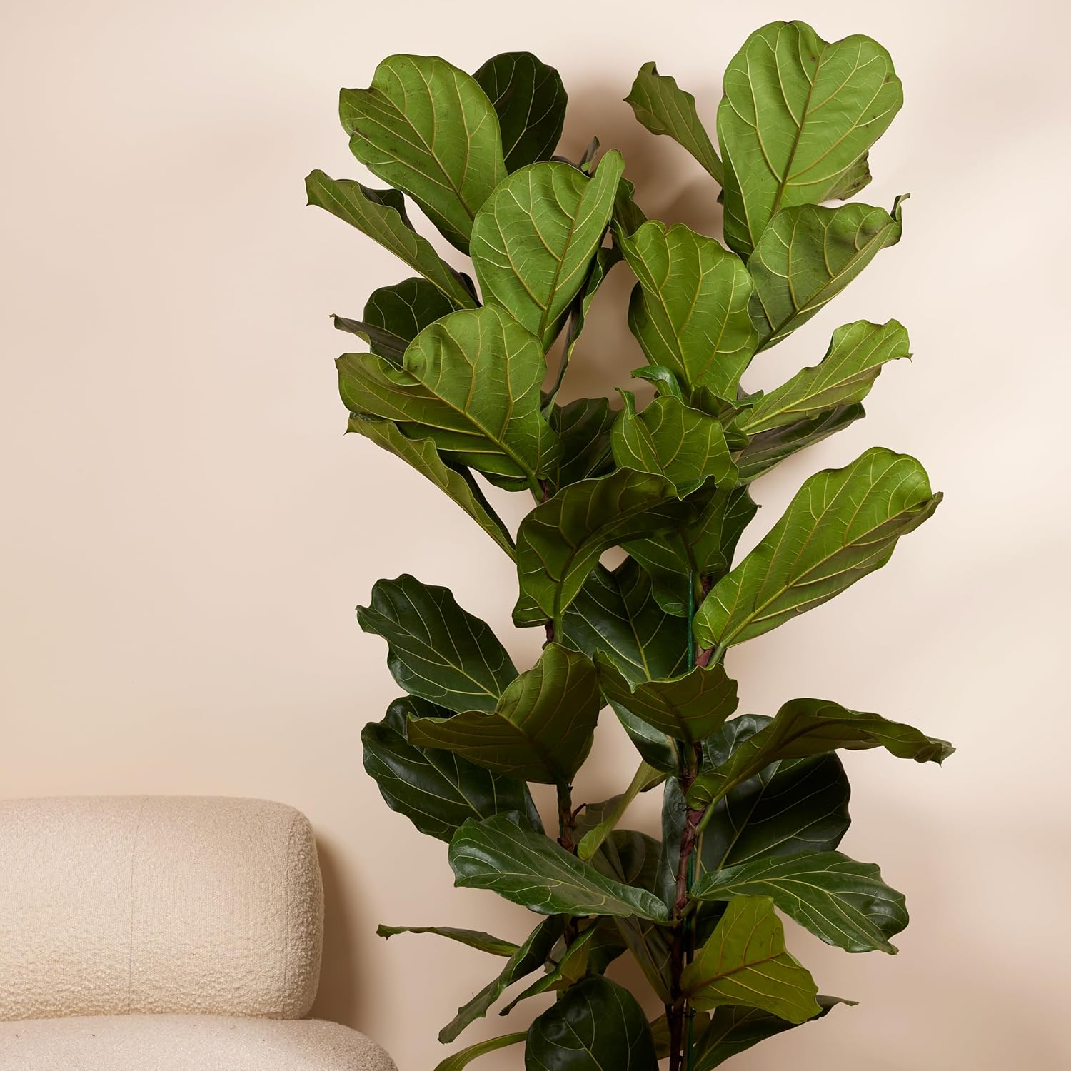 Bloomique - Ficus Lyrata - Violin Leaf - XXL Indoor Plants - Air Purifying - Easy Care - Height 140-160 cm - 30 cm Pot – Bild 3