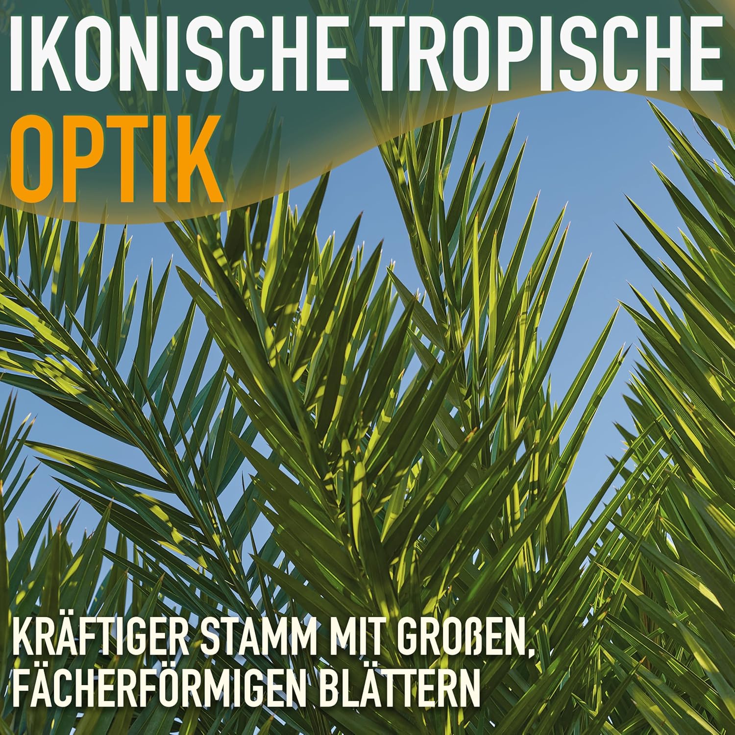 Phöenix Canariensis Canary Date Palm 160 cm for Indoor and Outdoor Use Hardy and Easy Care – Bild 4