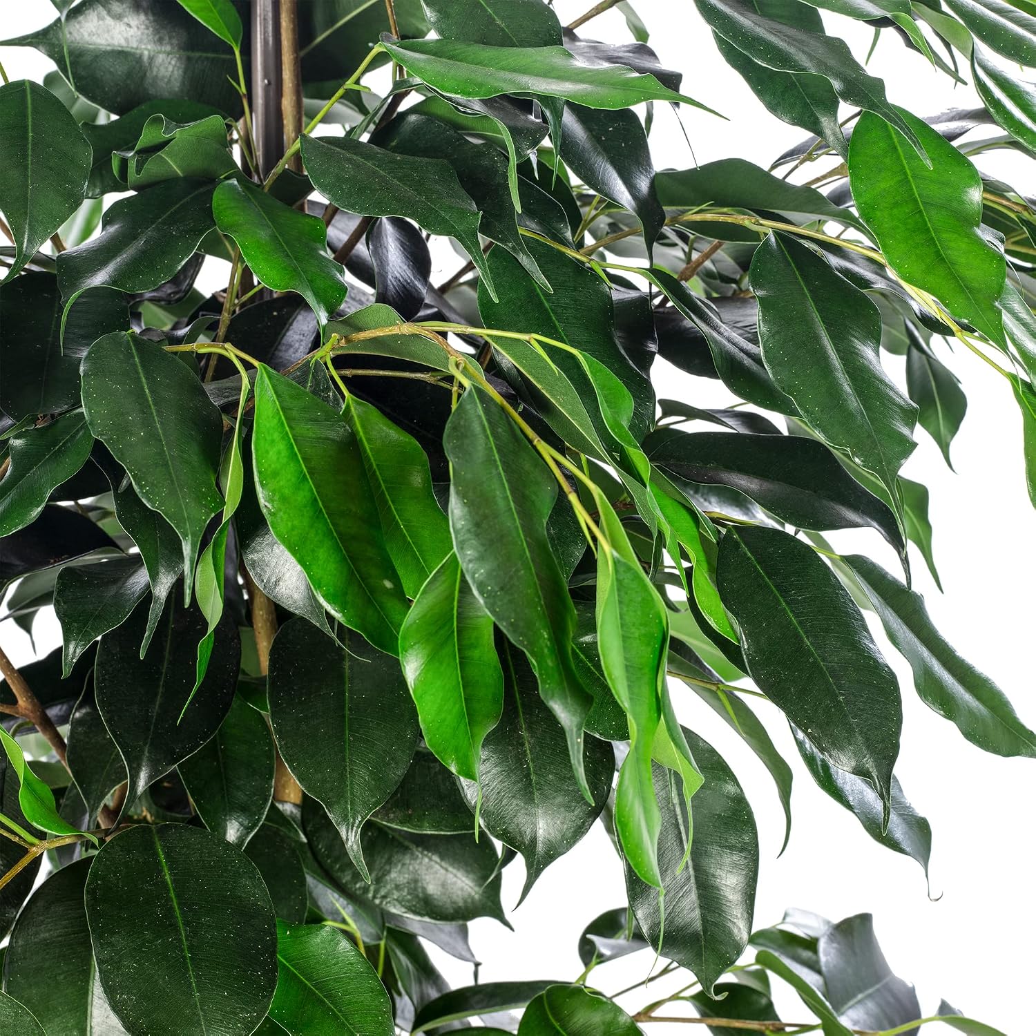 Birch Fig - Easy-Care Indoor Plant, Ficus Benjamini - Height Approx. 100 cm, Pot Diameter 21 cm – Bild 4