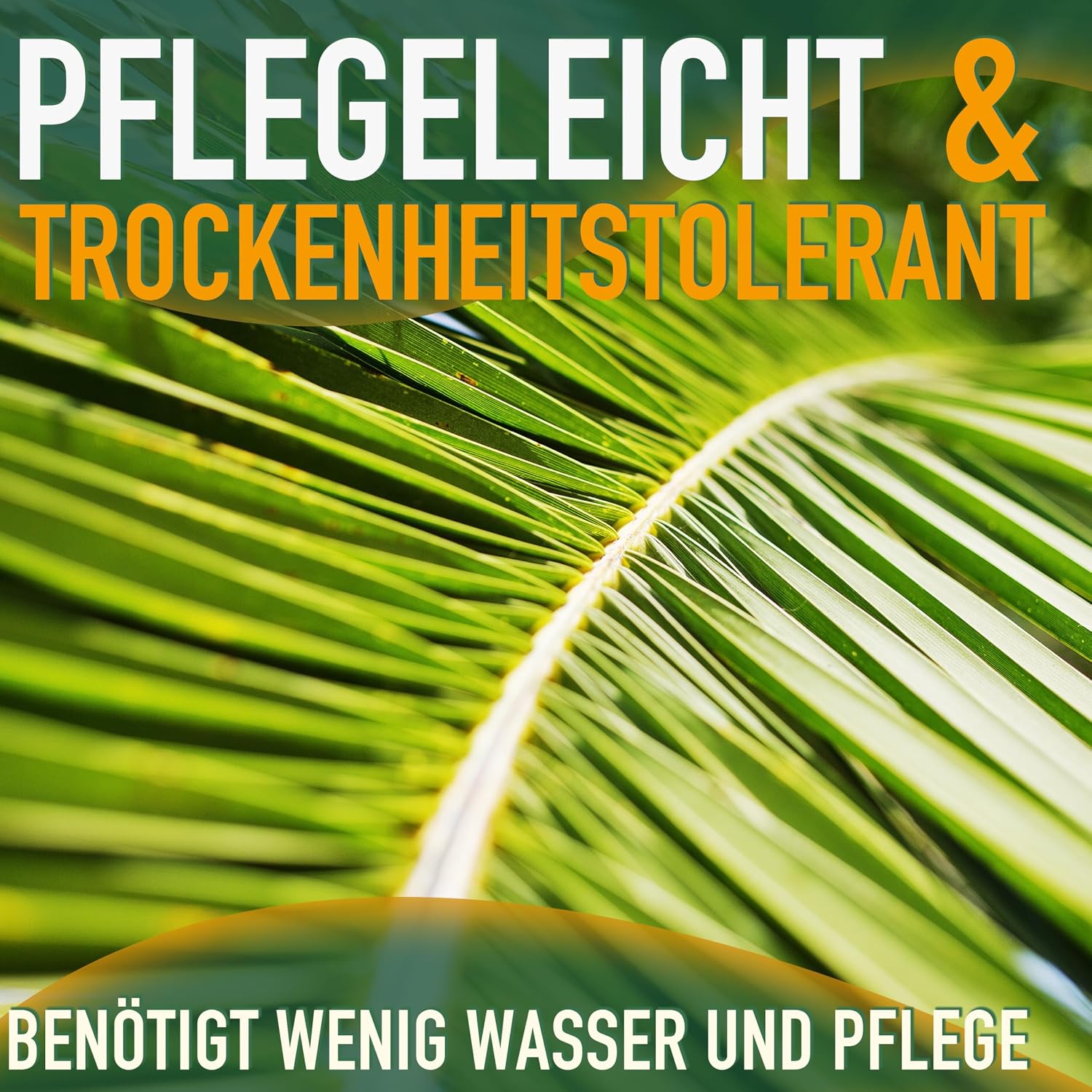 Phöenix Canariensis Canary Date Palm 160 cm for Indoor and Outdoor Use Hardy and Easy Care – Bild 5