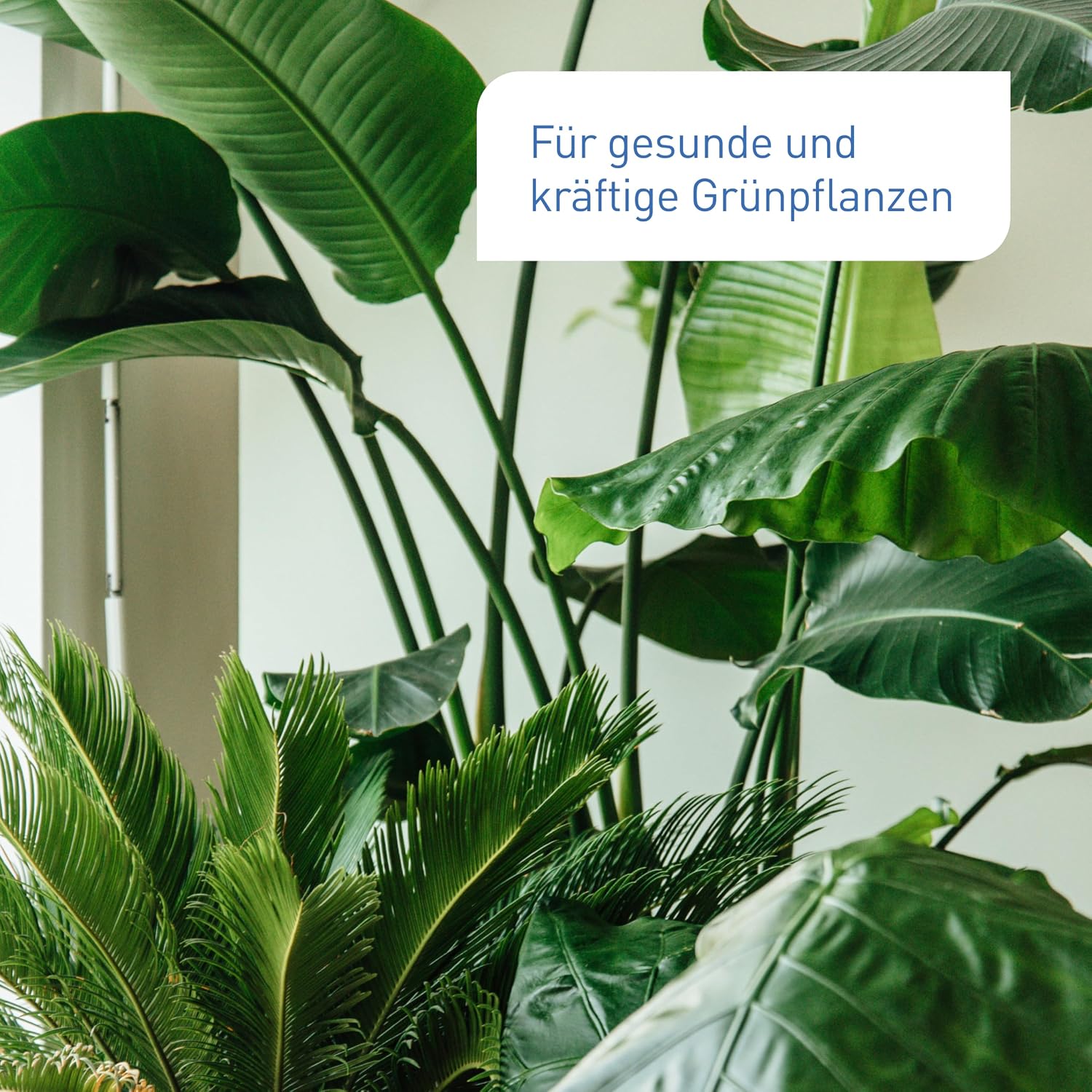 Plantura Organic Indoor and Green Plant Fertiliser, Liquid Fertiliser for Indoor Plants and Palm Trees, 800 ml – Bild 2
