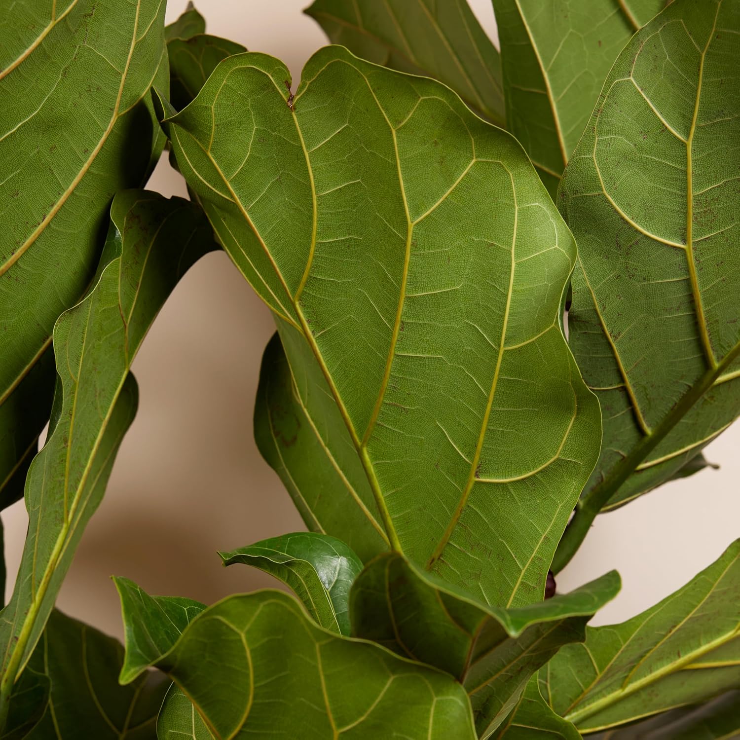 Bloomique - Ficus Lyrata - Violin Leaf - XXL Indoor Plants - Air Purifying - Easy Care - Height 140-160 cm - 30 cm Pot – Bild 5