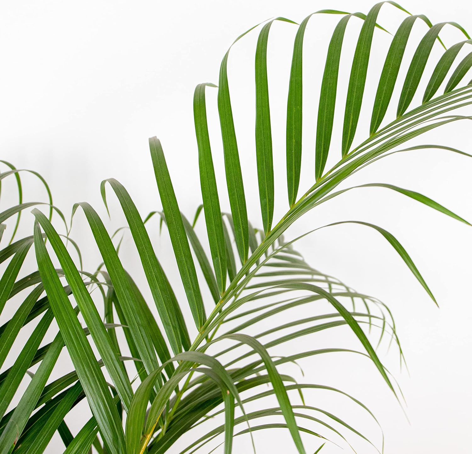 Dypsis Areca Palm Indoor Plant in Growing Pot – Bild 3