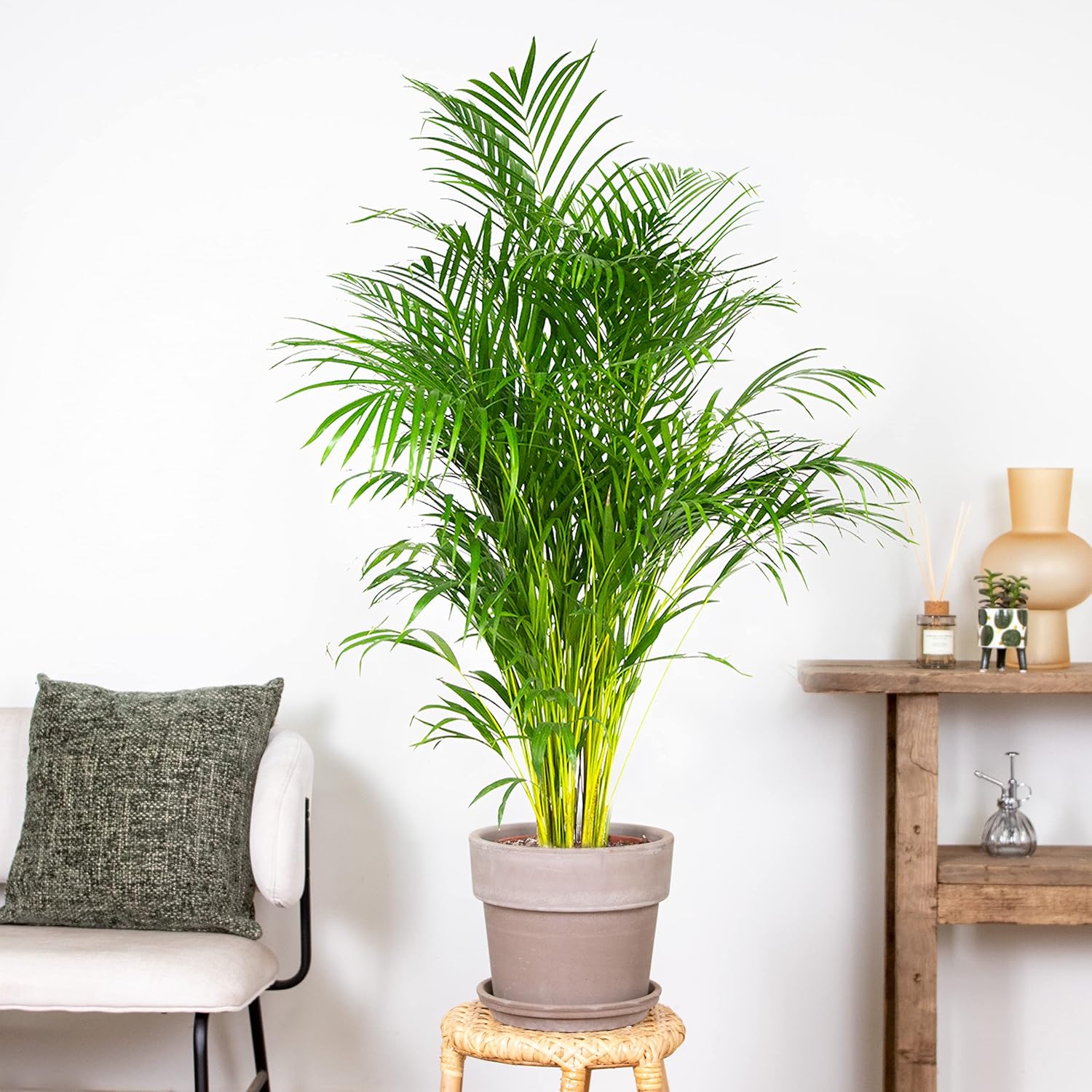 Dypsis Areca Palm Indoor Plant in Growing Pot – Bild 4