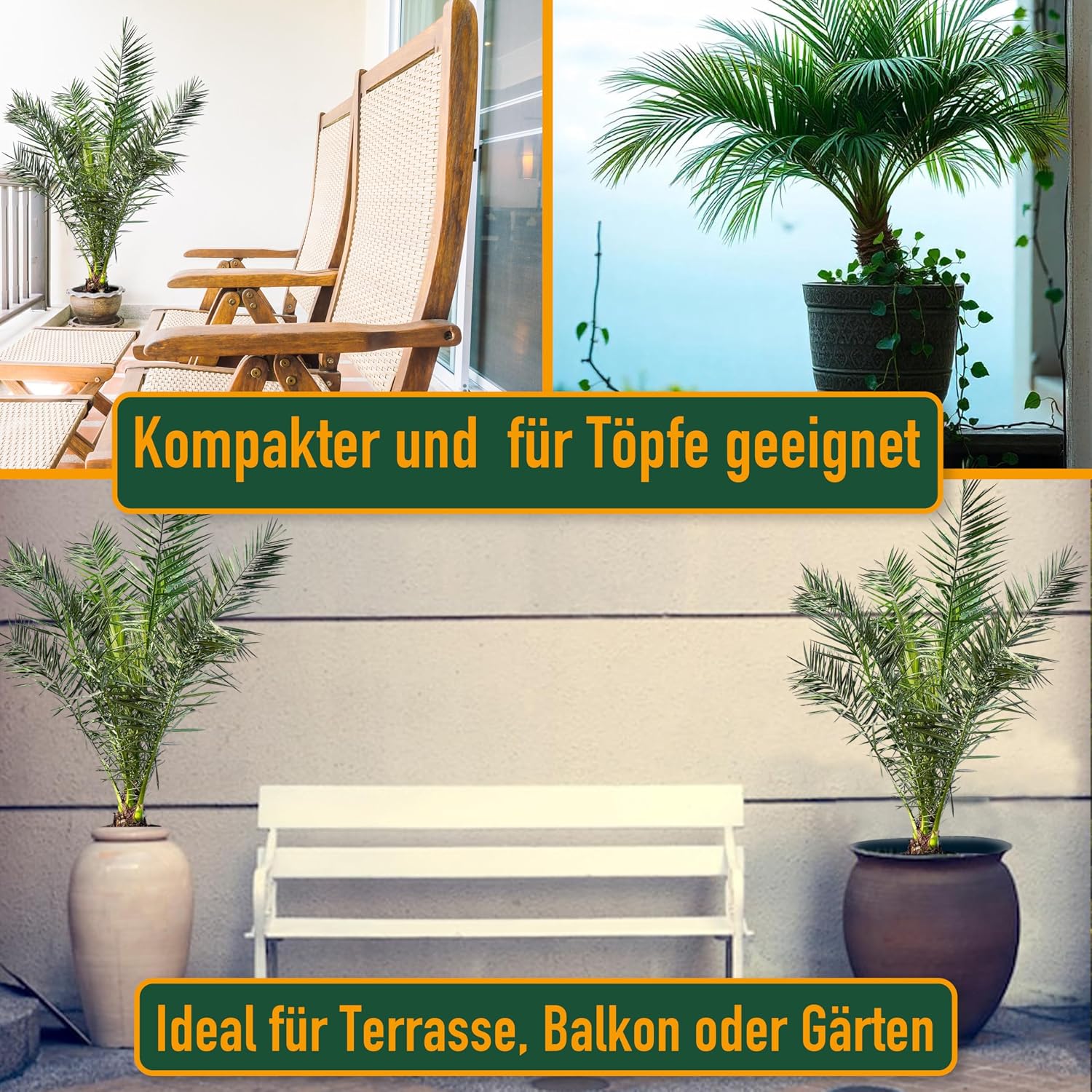 Phöenix Canariensis Canary Date Palm 160 cm for Indoor and Outdoor Use Hardy and Easy Care – Bild 3