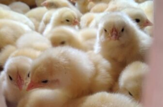 Weil zu viele „Nutztiere“ sterben: Grüne fordern Frühwarnsystem für Bayern (Kommentar)