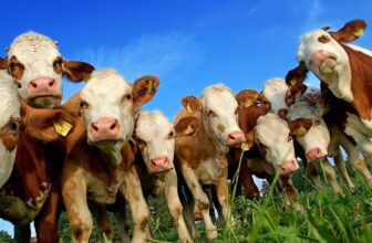 Weide als Zumutung? Bio-Milchlobby setzt sich gegen EU durch (Kommentar)