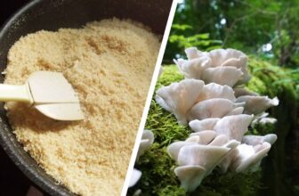 Protein-Boost: Fermentation mit Pilzen wertet Nebenprodukt von Tofu auf!