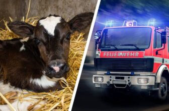 10 Kälber sterben bei Stallbrand in Neuenkirchen