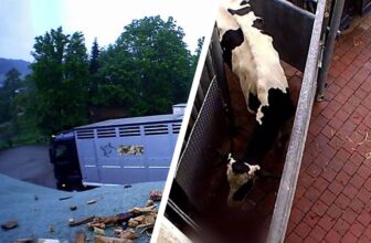 Trotz Gewalt-Exzess: Tierquäler kommt mit 1,5 Jahren Haft auf Bewährung und Geldstrafe davon (Kommentar)